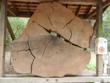 Profile picture for user henry.mak